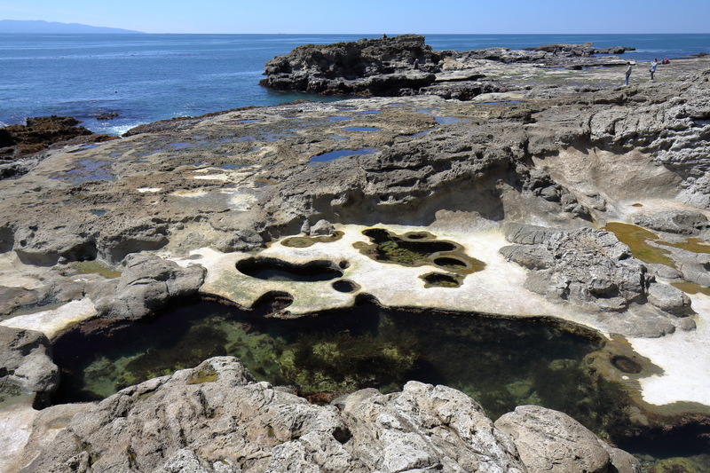 Illustration for article titled Pics from the (Ocean Floor): 2018-05-05 at Botanical Beach